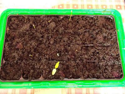 Résultats des premiers semis de printemps : succès et échecs