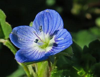 Véronique de Perse (Veronica persica)