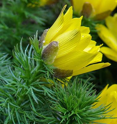 Adonis du printemps (Adonis vernalis)