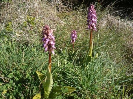 orchidée,orchis,orchis guerrier,orchis militaris,plante,fleur,nature,promenade