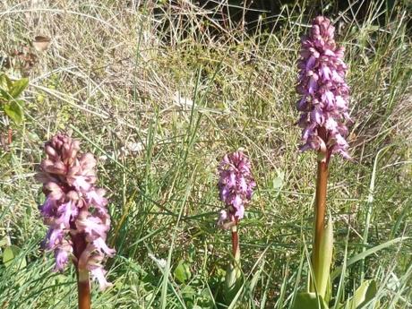 orchidée,orchis,orchis guerrier,orchis militaris,plante,fleur,nature,promenade