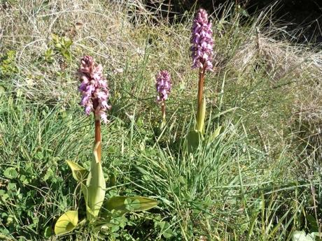 orchidée,orchis,orchis guerrier,orchis militaris,plante,fleur,nature,promenade