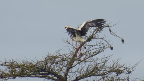 Mais que fait donc la cigogne ?