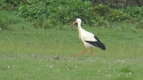 Mais que fait donc la cigogne ?