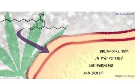 Cette recherche ouvre une fenêtre thérapeutique réelle mais étroite, pour en faire un médicament. Les prochaines étapes vont consister à améliorer le composé de manière à éliminer le risque de toxicité 