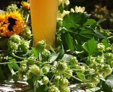 News bière – Crowdfunding bière, vin et spiritueux sur Occistart Pyrénées Méditerranée

 – Bière