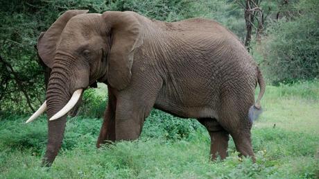 Pays Etranger - La Tanzanie - 1