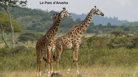 Pays Etranger - La Tanzanie - 1