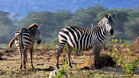 Pays Etranger - La Tanzanie - 1