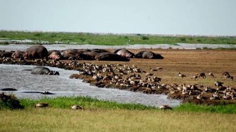 Pays Etranger - La Tanzanie - 1