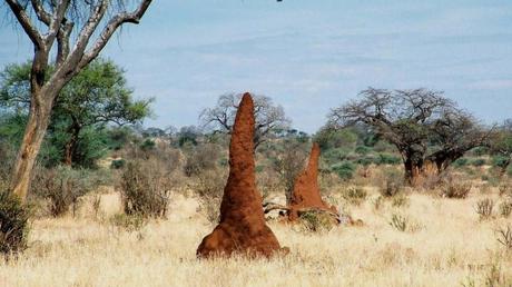 Pays Etranger - La Tanzanie - 1