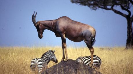 Pays Etranger - La Tanzanie - 1