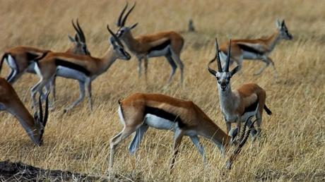 Pays Etranger - La Tanzanie - 1