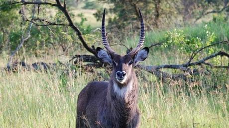 Pays Etranger - La Tanzanie - 1
