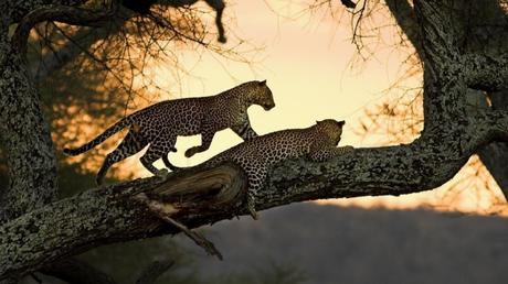 Pays Etranger - La Tanzanie - 1