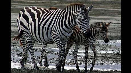 Pays Etranger - La Tanzanie - 1