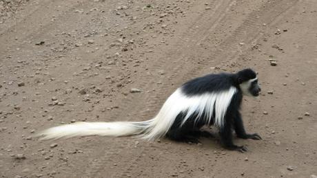 Pays Etranger - La Tanzanie - 1