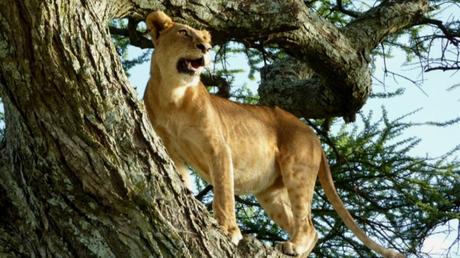 Pays Etranger - La Tanzanie - 1