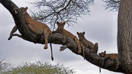 Pays Etranger - La Tanzanie - 1