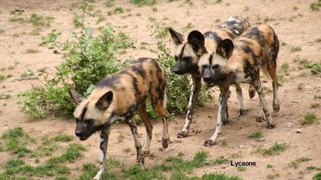 Pays Etranger - La Tanzanie - 1