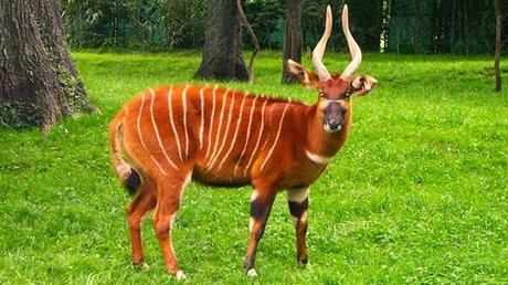 Pays Etranger - La Tanzanie - 1