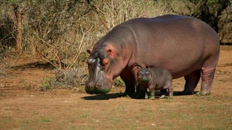 Pays Etranger - La Tanzanie - 1