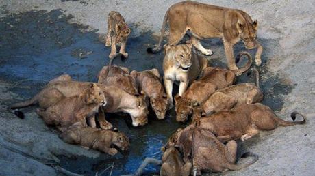 Pays Etranger - La Tanzanie - 1