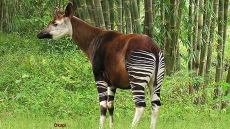 Pays Etranger - La Tanzanie - 1