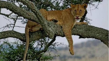 Pays Etranger - La Tanzanie - 1