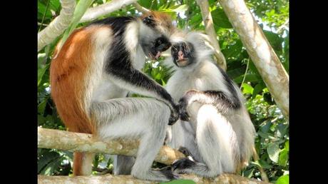 Pays Etranger - La Tanzanie - 1