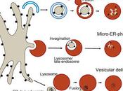#trendsincellbiology #REphagie Contrôle Qualité Renouvellement Réticulum Endoplasmique