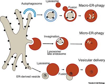 #trendsincellbiology #REphagie : Contrôle de Qualité et Renouvellement du Réticulum Endoplasmique