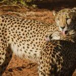 2 jours dans le Kalahari - Namibie