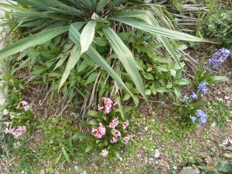Le jardin ce dimanche jardin,herbe,fleurs,jardinage,tondeuse