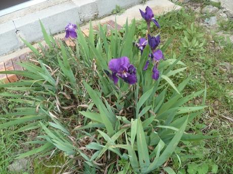 Le jardin ce dimanche jardin,herbe,fleurs,jardinage,tondeuse