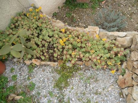 Le jardin ce dimanche jardin,herbe,fleurs,jardinage,tondeuse