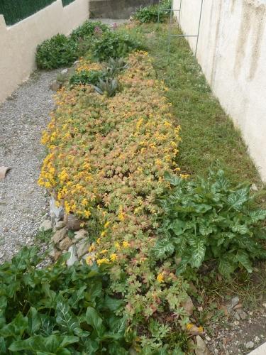 Le jardin ce dimanche jardin,herbe,fleurs,jardinage,tondeuse