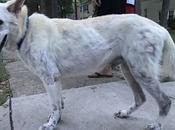 Elle scène poils chien Mowgli