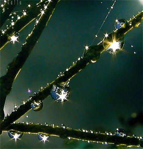 Le bouddhisme, une philosophie de l'interdépendance ? Le bouddhisme, une philosophie de l'interdépendance ?