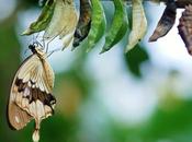 dépression, l’entonnoir témoin