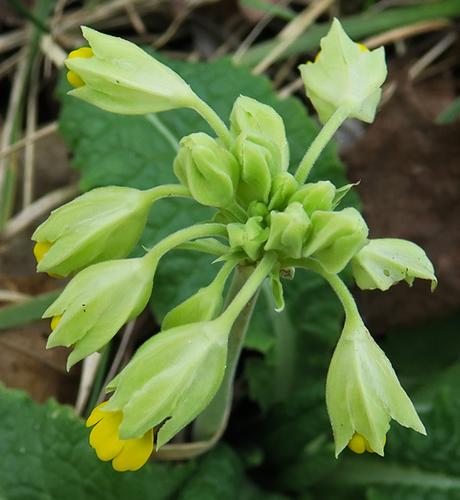 Primevère officinale, Coucou (Primula veris subsp. veris)