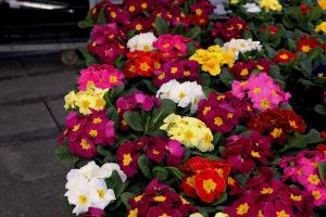 Deux jours à Bruxelles