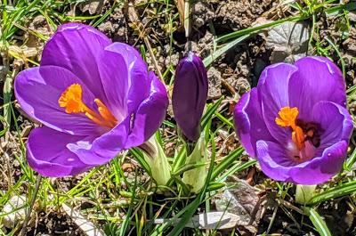 Botanischer Garten München-Nymphenburg  -Ersten Blüten  - 26 Pics