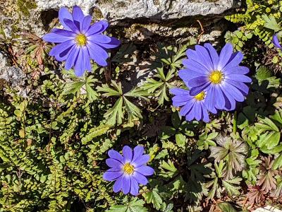 Botanischer Garten München-Nymphenburg  -Ersten Blüten  - 26 Pics