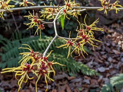 Botanischer Garten München-Nymphenburg  -Ersten Blüten  - 26 Pics