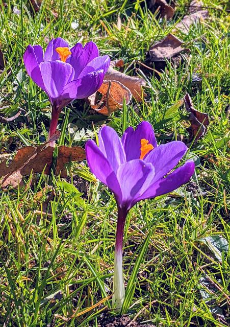 Botanischer Garten München-Nymphenburg  -Ersten Blüten  - 26 Pics