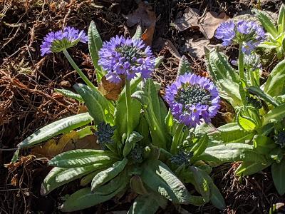 Botanischer Garten München-Nymphenburg  -Ersten Blüten  - 26 Pics