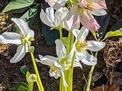 Botanischer Garten München-Nymphenburg -Ersten Blüten Pics