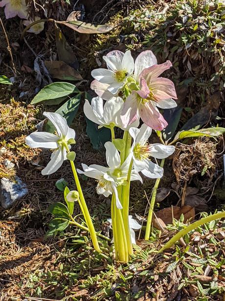Botanischer Garten München-Nymphenburg  -Ersten Blüten  - 26 Pics