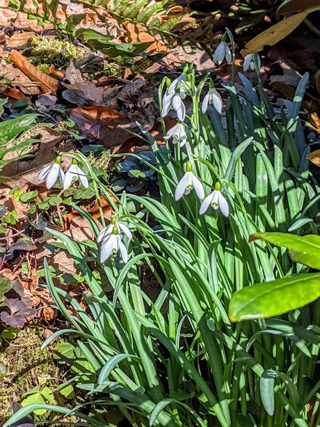 Botanischer Garten München-Nymphenburg  -Ersten Blüten  - 26 Pics
